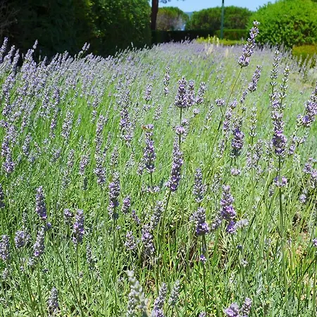 La Graziosa Apartament