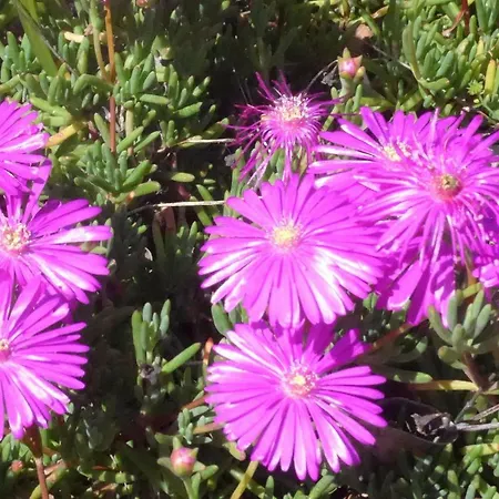 Apartament La Graziosa *